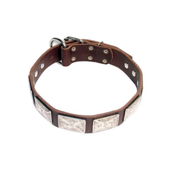 Dog Collars
