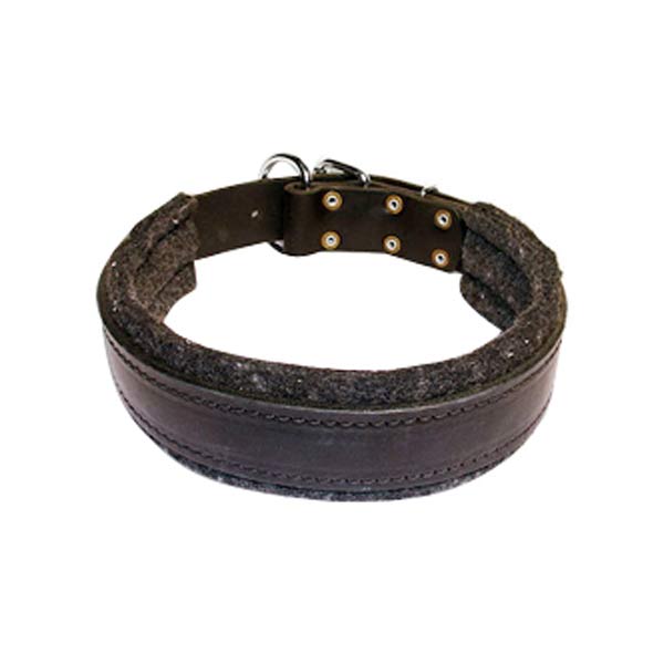 Dog Collars