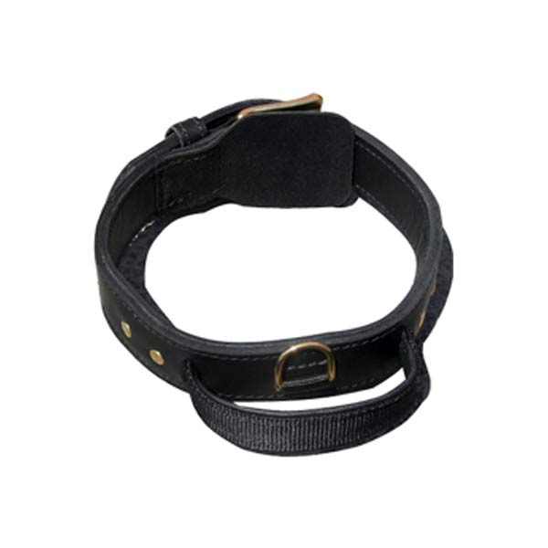 Dog Collars