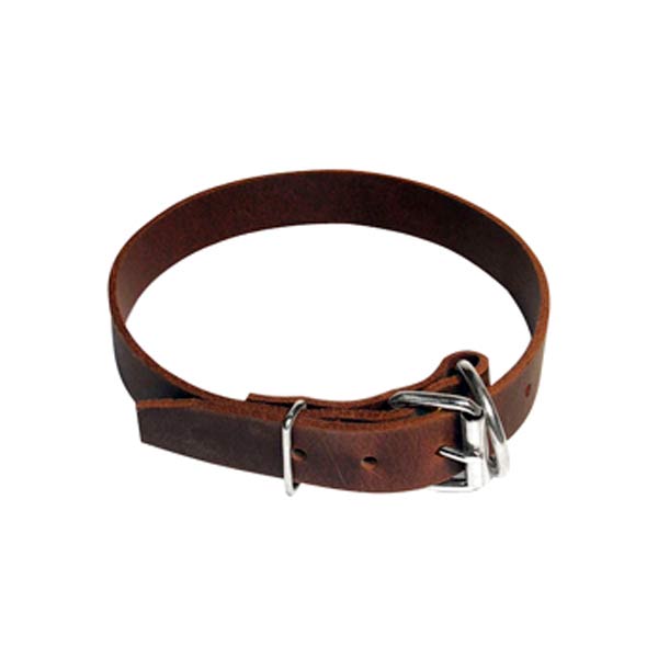 Dog Collars