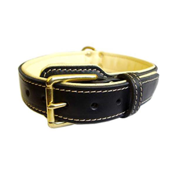 Dog Collars