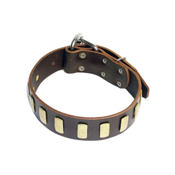 Dog Collars