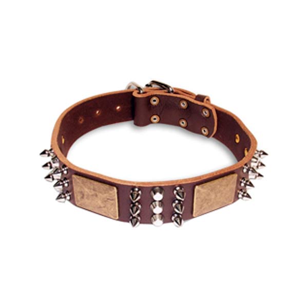 Dog Collars