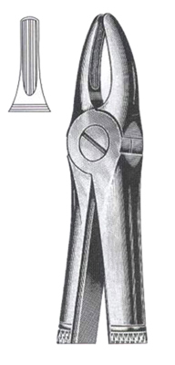 Upper Laterals & Bicuspids