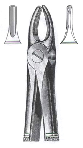 Upper Incisors & Canines