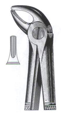 Upper Incisors & Canines