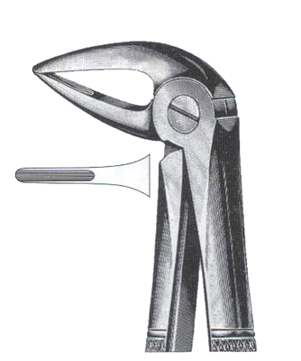 Lower Roots With Long Beak