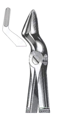 Upper Roots & Canines