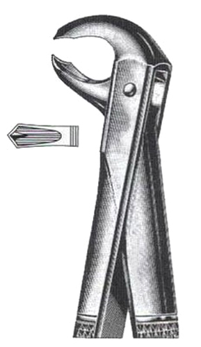 Lower Molars (Hawks Bill)