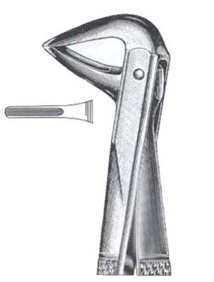 Lower Incioors & Roots