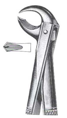 Lower Molars (Broken-Down)