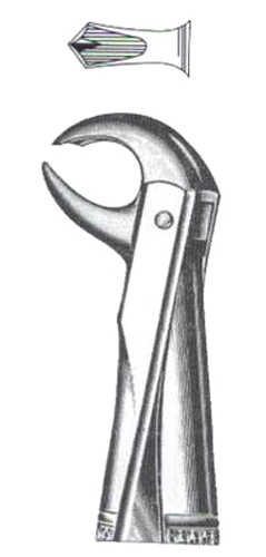 Lower Molars (Broken-Down)