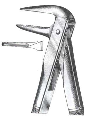 Lower Roots (Parallel Beaks)
