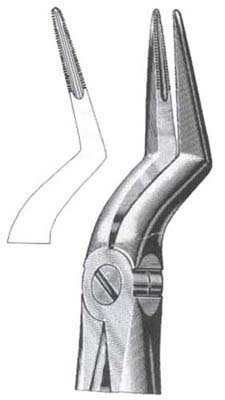 Upper Roots (Parallel Beaks)