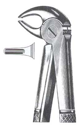 Lower Incisors, Premolars & Roots