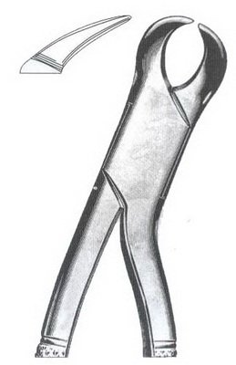 Lower molars (cow horn beak)