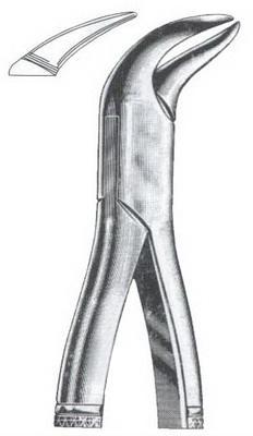 Lower molars (cow horn beak)